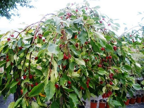 Obelis ,Fontana' (lot. Malus) -c14 Obelis ,Fontana' (lot. Malus) -c14